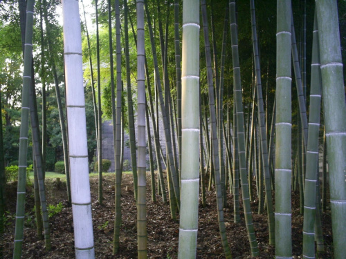 moja okolica:) #japonia #karpie #bambusy