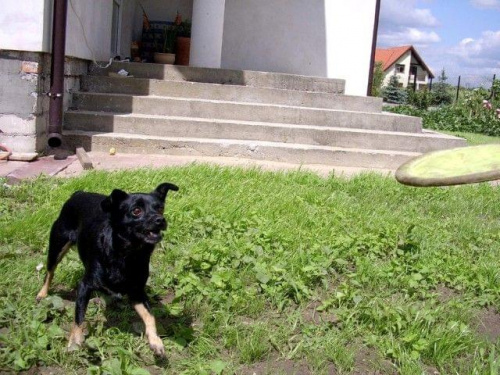 Bajka frisbee