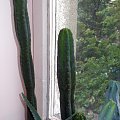 san pedro #kaktus #kolekcja #SanPedro #trichocereus #echinopsis
