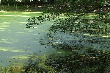 TORUŃ - PARK MIEJSKI I TZW. MARTÓWKA #FaunaIFlora
