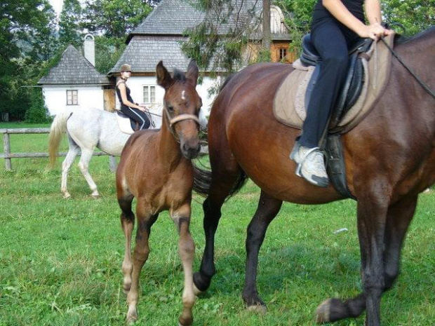 konie źrebak #źrebak #konie #horse #Mała #Łopuszna #stadnina