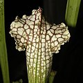 Sarracenia leucophylla