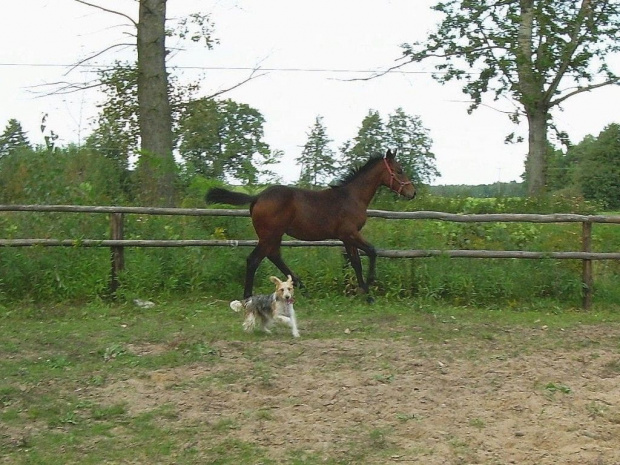 #Karmi #konie #koń #źrebak #źrebię #pies