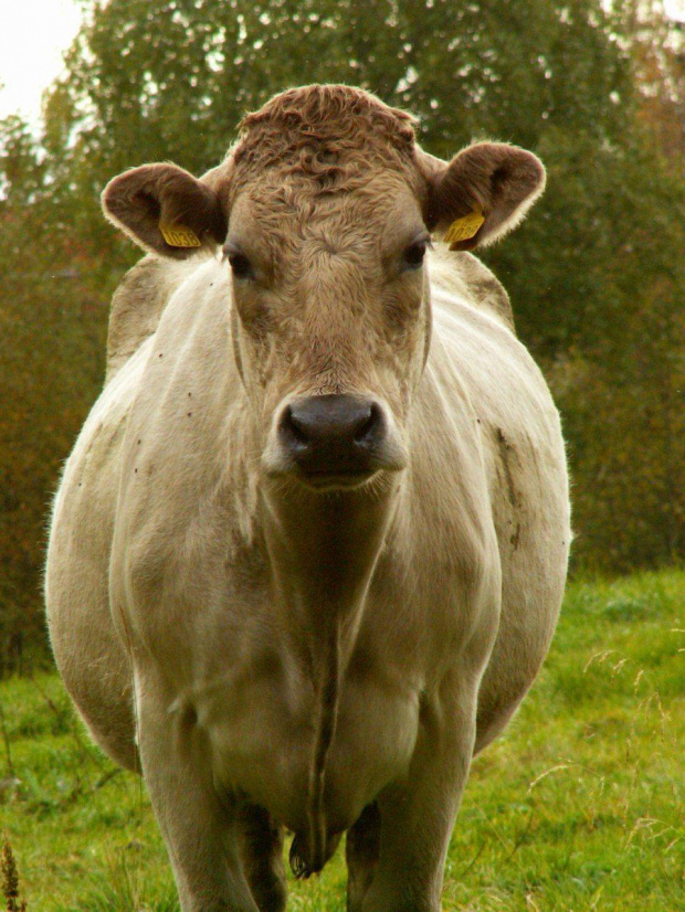 muuu