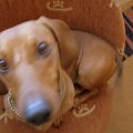 rolo