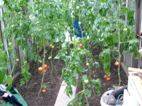 pomidory w szklarni #warzywa